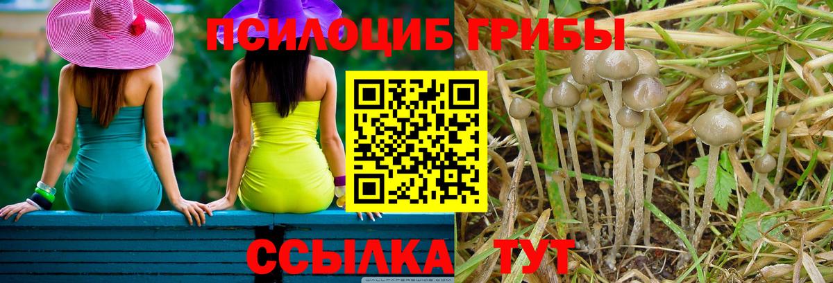Псилоцибиновые грибы Cubensis Нерюнгри